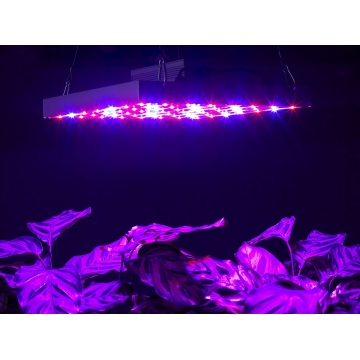 New LED Grow Light (MA-3030-56W) - Chinafactory.com